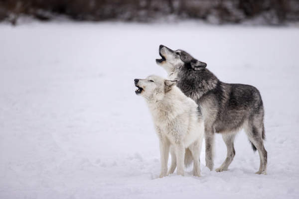 Howliday Howl Night