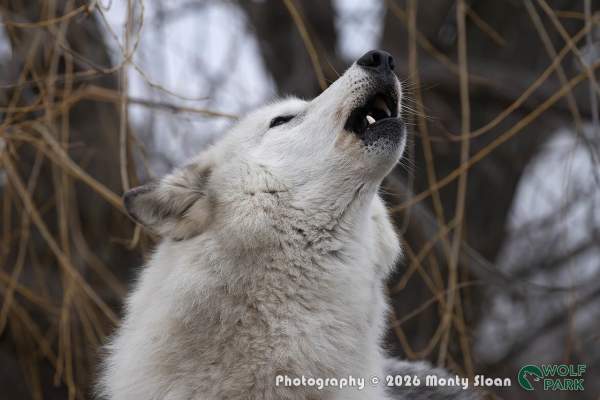 Howling in the New Year