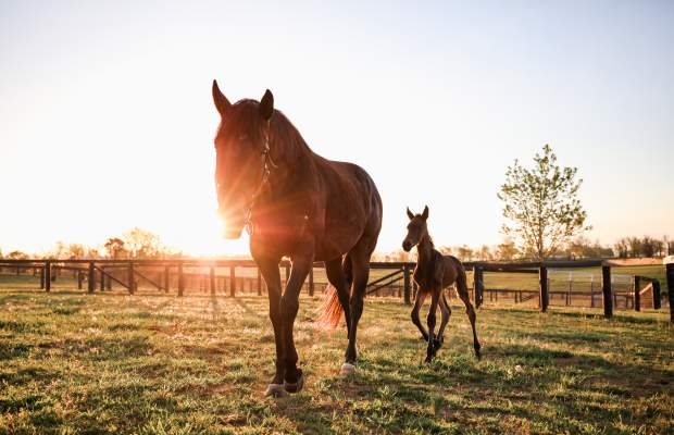 An adult horse and a foal walking in a filed while the sun is setting