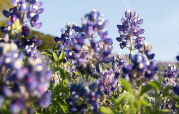 blue bonnets