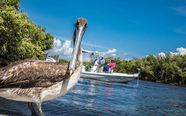 Pelican photobombing group of people fishing