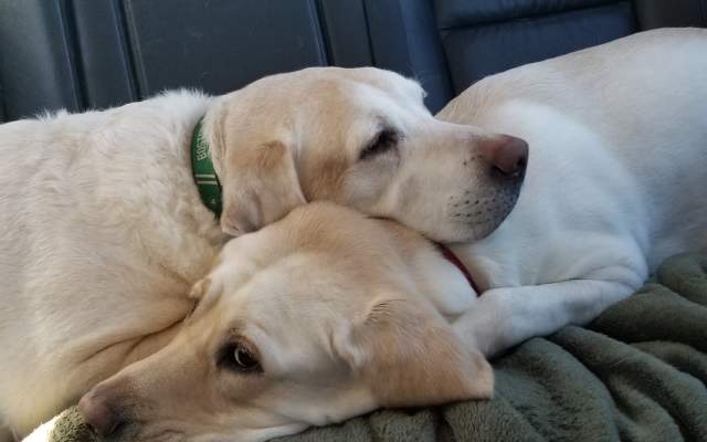 Pet Friendly Hotels Cheyenne WY-Two golden Labrador retrievers snuggle in the backseat of a car