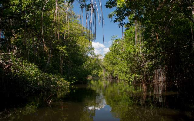 Black River with tall mangroves on either side