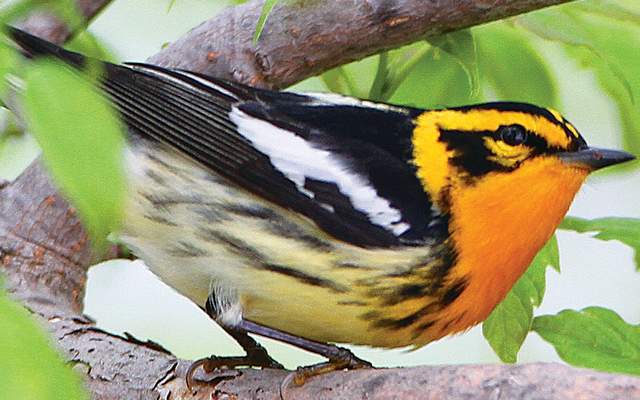 Birding Hero