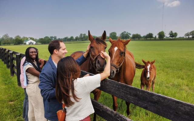 Horse park