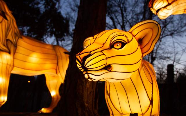Larger-Than-Life Illuminated Experience Shines Bright at Roger