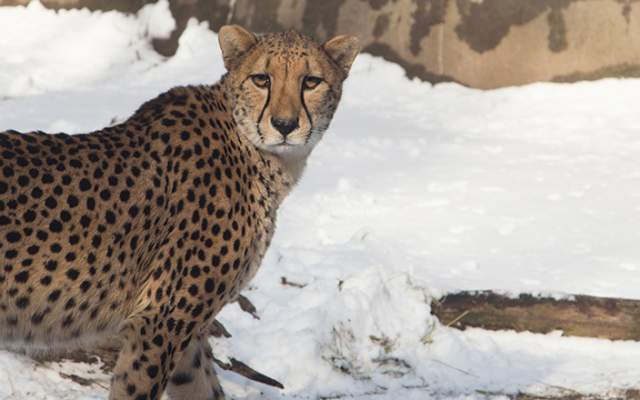 Cheetah among the snow at the Zoo in winter