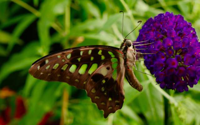 Original Butterfly House & Insect World