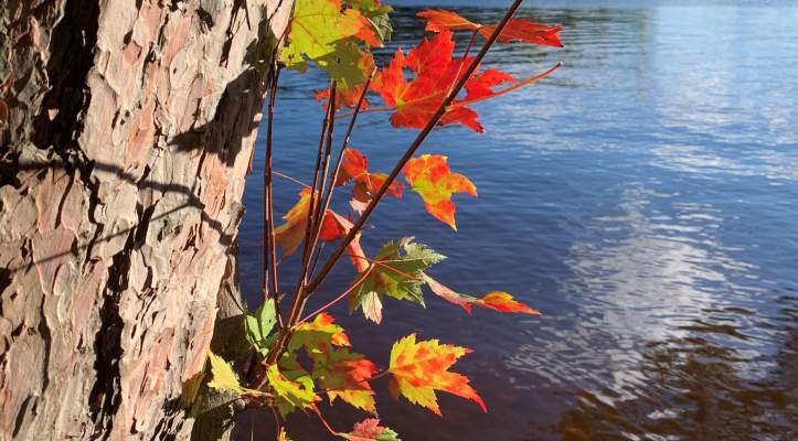 Autumn leaves by the water