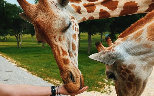 Fossil Rim Wildlife Center