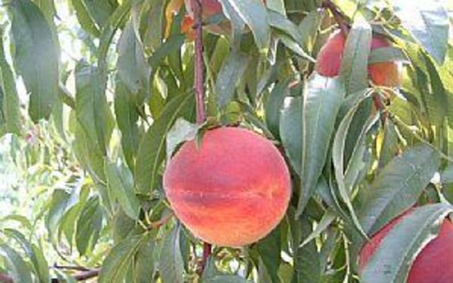 Carter Mountain Orchard