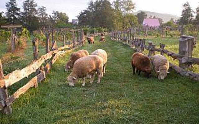 Wisteria Farm and Vineyard