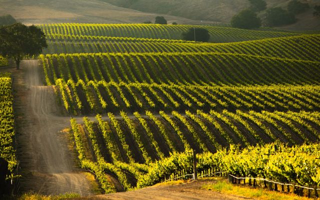 Cowboy Loop A farm growing over 200 varieties of vegetables and fruit with no pesticides, no herbicides, no insecticides, or chemical fertilizers=unconventional. cowboy loop