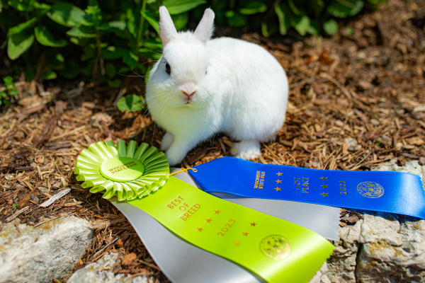Wisconsin State Fair - Prize Winning Rabbit