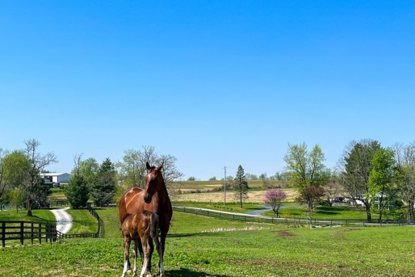 Only In Your State: Meet Derby Horses And Enjoy A Relaxing Getaway In Shelby County, Kentucky