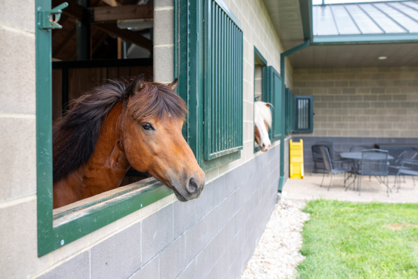 LEX18: Lettleiki in Shelbyville is home to the largest Icelandic horse operation in North America