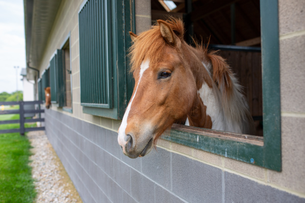 AAA — Fly and Drive: Road Trip Through Kentucky Horse Country