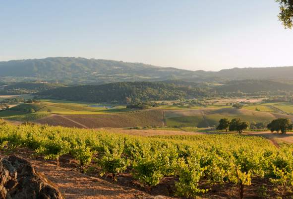 A Sonoma Valley Wine Primer