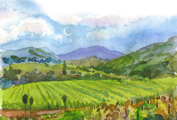 A Field Guide to Sonoma Valley