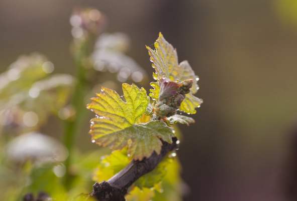 Understanding the Wine Growing Season