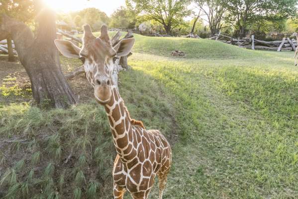 A small herd of Giraffe enjoy a sunny afternoon at a local zoo.