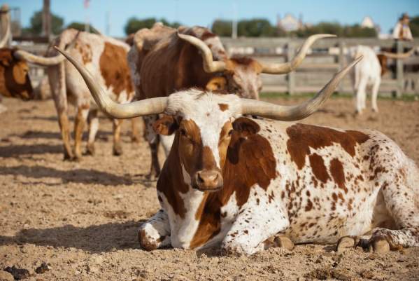 19 Facts You Didn't Know about the Fort Worth Herd