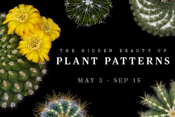 Art Exhibition: "The Hidden Beauty of Plant Patterns"
