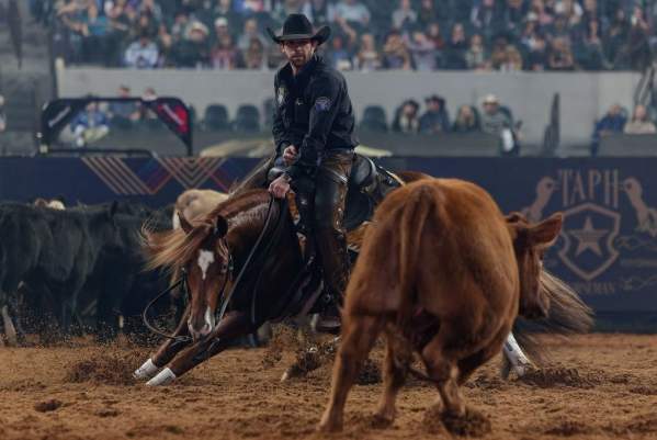 The American Performance Horseman