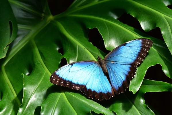 Butterflies in the Garden at FWBG