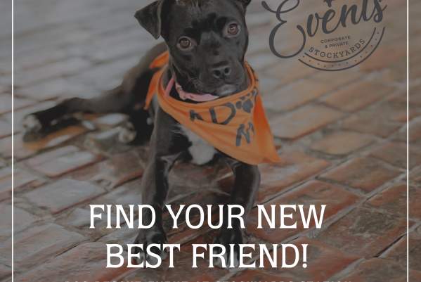 Cowtown Friends Dog Adoption Event