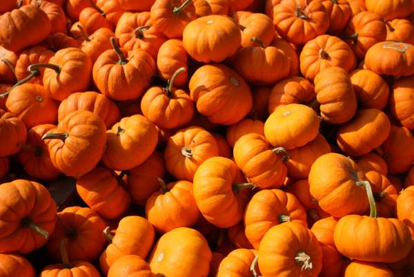 No Tricks, Just Our Favorite Local Fall Treats