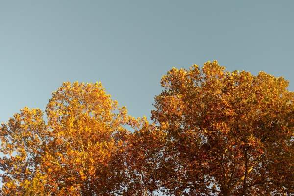 Tosa Fall Foliage: Coming Soon 🍂