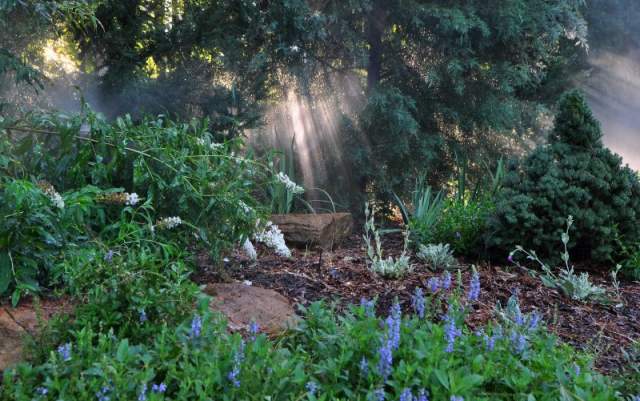 Cape-Fear-Botanical-Garden-4