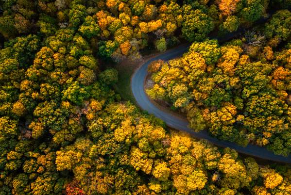 An aerial view of a country road weaving in and out of forest that is changing colors of yellow and gold for Fall.