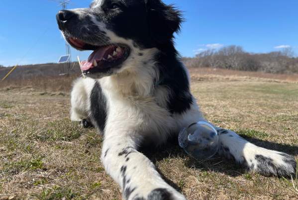 Dog with Float