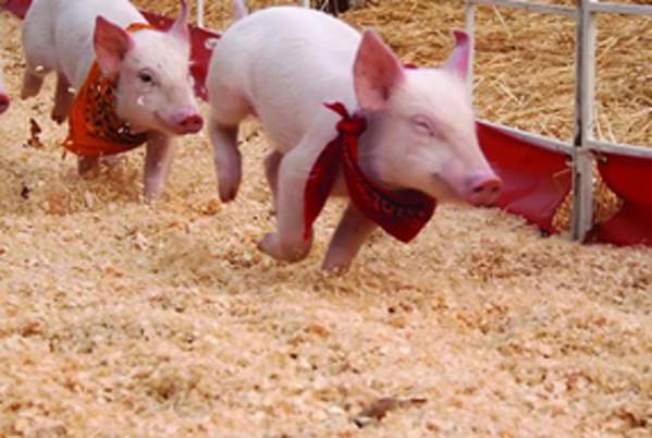 Pig races