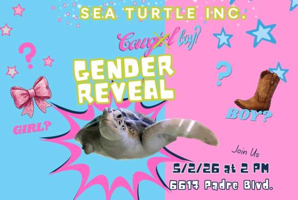 Boots Or Bows? Cowgirl's Gender Reveal Party - Sea Turtle Inc.