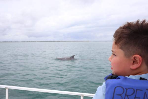 Dolphin Wildlife