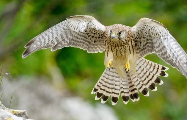 Wildlife spotting in Bristol