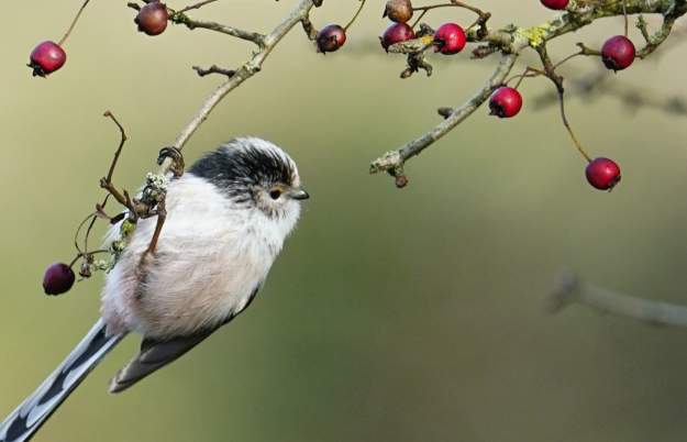 Birdwatching in Bristol: Avon Gorge