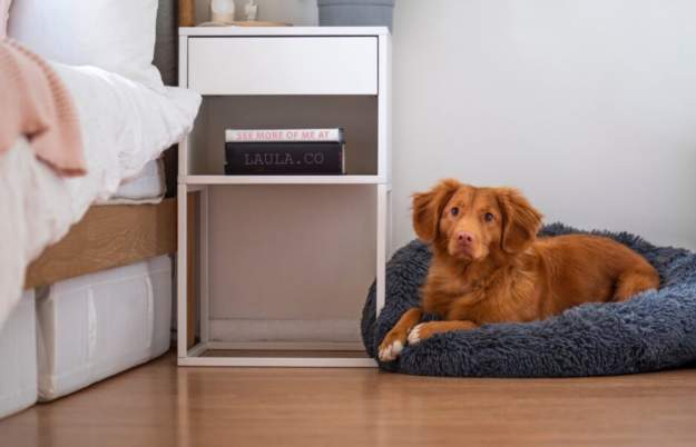 Bristol's best dog-friendly hotels