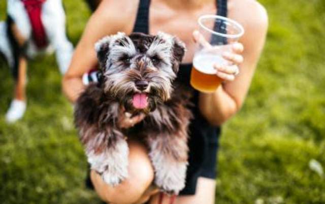 Dog Days of Summer