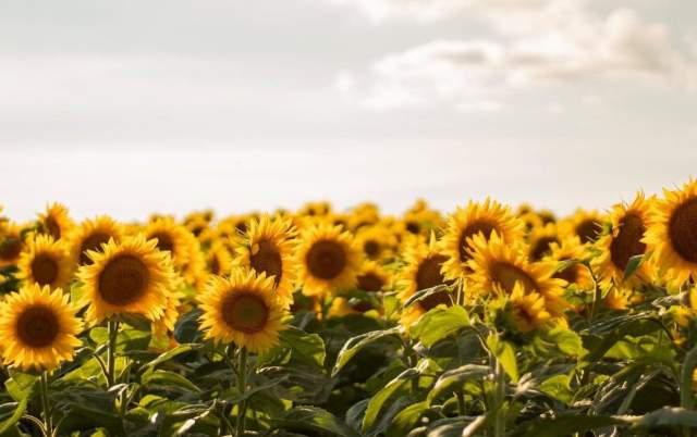 Top 3 area sunflower fields