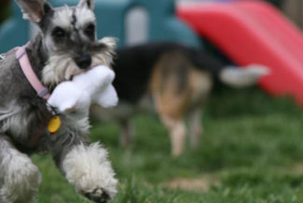 PetSafe Village Dog Park