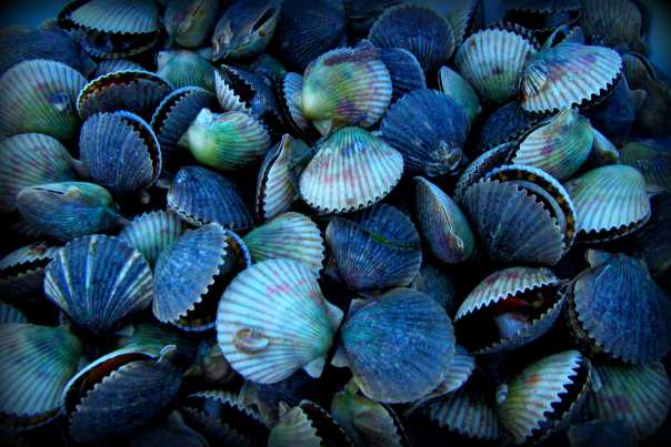 Come join us betwwen July and September on one of our scallop tours!