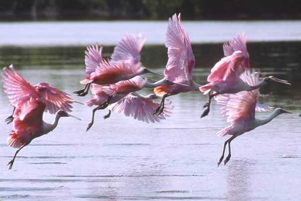 roseate spoonbills