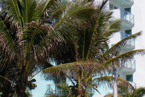 Palm trees in front of Hollywood Beach Marriott