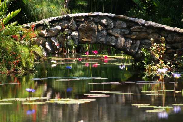 1297187060_bridgewaterlily.jpg