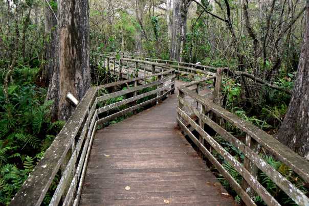 1314474131_corkscrew-swamp-sanctuary1.jpg