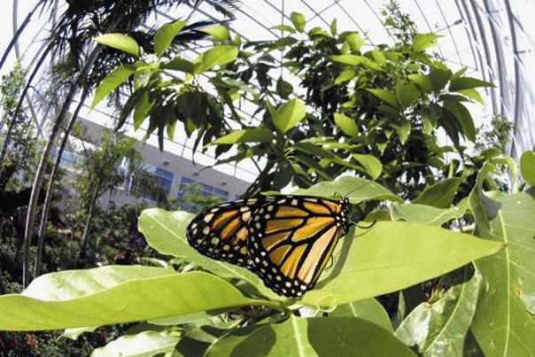 1353063152_butteryfly_rainforest__florida_museum_of_natual_hi_sfdbo0wvs_vikshmjad2d2n_rgb_72.jpg